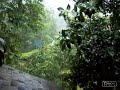 Tropical rain Tropical rain