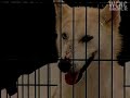 Woman says she provided home for 400 animals