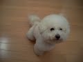Bichon Obi: DDancing Obi Final_0001.wmv
