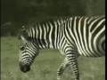 videos de Kenya Travel Doc - Part 07