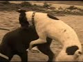 bodeguero andaluz y labrador  video # 1 