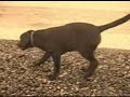 bodeguero andaluz y labrador  video # 1 