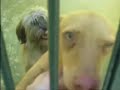 Holt uns hier raus - Hunde in Son Reus Holt uns hier raus - Hunde in Son Reus