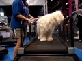 European Dog Show, netherlands 2011 014.MPG