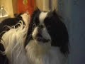 Mushi Gets Ready for Her Walk