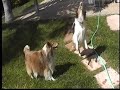 Sheltie Shenanagins Over Hose