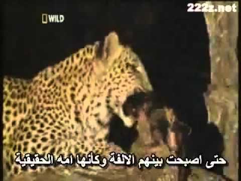 سكس حيوان