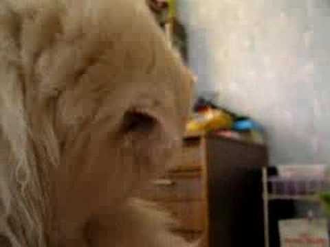 Mariuse hommikune äratus