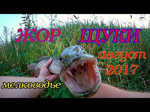 жор щуки в мае жор щуки в мае