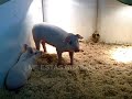 Un Cerdo Muy Chungo