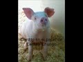 Un Cerdo Muy Chungo