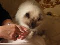 Cat Loves Nail File