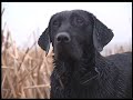 Hunting Dog Memories-Bill Miller-North American Hunting Club