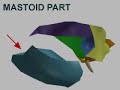 Temporal Bone in 3D Temporal Bone in 3D