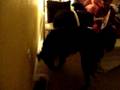 9 lb. shih-tzu vs. 80 lb. labrodor mix