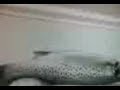 gran pesca en zahara