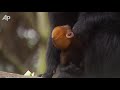 Raw Video: Baby Boom in Sydney Zoo