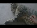 un chat parresseux mais tr�s gentille et tr�s joueuse
