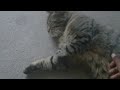 un chat parresseux mais tr�s gentille et tr�s joueuse