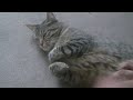 un chat parresseux mais tr�s gentille et tr�s joueuse