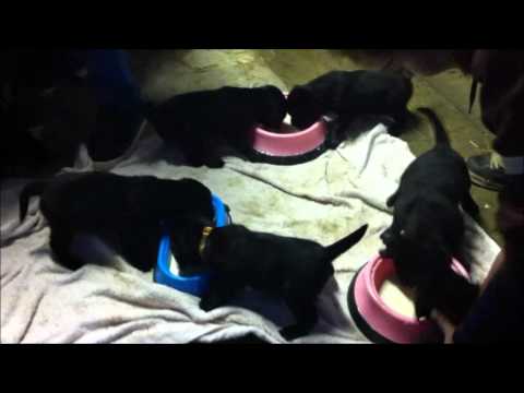 Huge Litter of 4 Week Old Labrador Retrievers