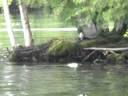 Loons Nesting Loons Nesting