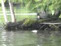 videos de Loons Nesting