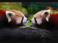 Red pandas: The cute, the cuter and the cutest