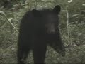 bear-at-birdfeeder.html