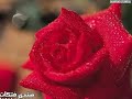 انت اللي بديت.wmv