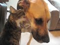 Cena romântica entre gato e cão