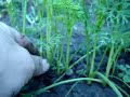 thinning carrots, watering deep