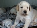 Cucciolo labrador 23 giorni