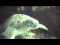 Three Turtles - Underwater Video Training, Koh Tao, Thailand