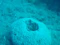 Jewfish A.K.A. Goliath Grouper on the Bay Ronto Shipwreck Jewfish A.K.A. Goliath Grouper on the Bay Ronto Shipwreck