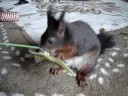 Eichhörnchen