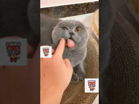 How To Calm An Angry Cat !!!