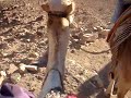 ラクダ動画
