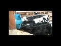Feeding Calves in Shed