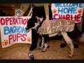 Operation Baghdad Pups
