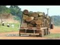 Genetically Engineered Trees - The Increasing Threat / Documentary Video View Video