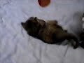 ???Kitten ???Kitten