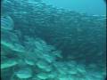 Diving in Sipadan