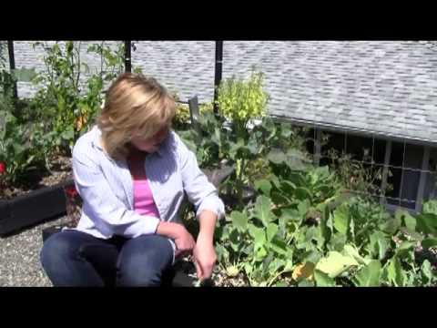 how to collect kohlrabi seeds