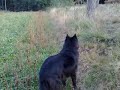 Marilo aus Andujar im deutschen  Wald