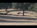 Jelen lesní (Cervus elaphus) - boj do poslední vteřiny! - video