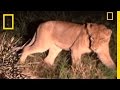 Porcupine vs. Lions