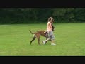 GLWDA Schutzhund club Youth Handler