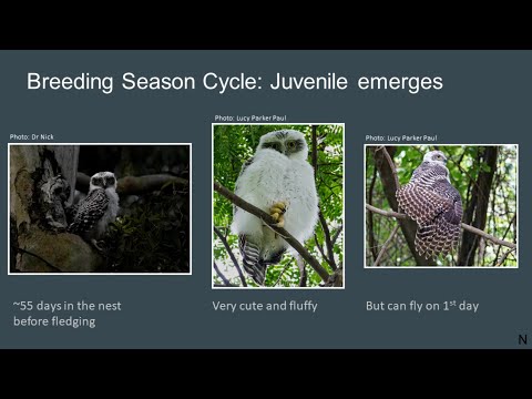 <p>Powerful Owls and Owl Detecting in Suburban Brisbane</p>
 video thumbnail