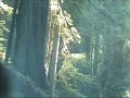 Driving through Jedediah Smith Redwoods